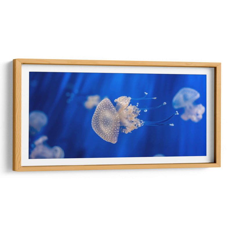 Acuario de Genoa | Cuadro decorativo de Canvas Lab