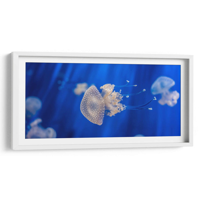 Acuario de Genoa | Cuadro decorativo de Canvas Lab