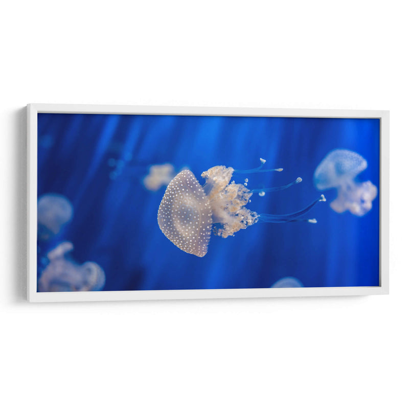 Acuario de Genoa | Cuadro decorativo de Canvas Lab