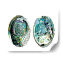 Conchas De Abulón I - Naomi McCavitt | Cuadro decorativo de Canvas Lab