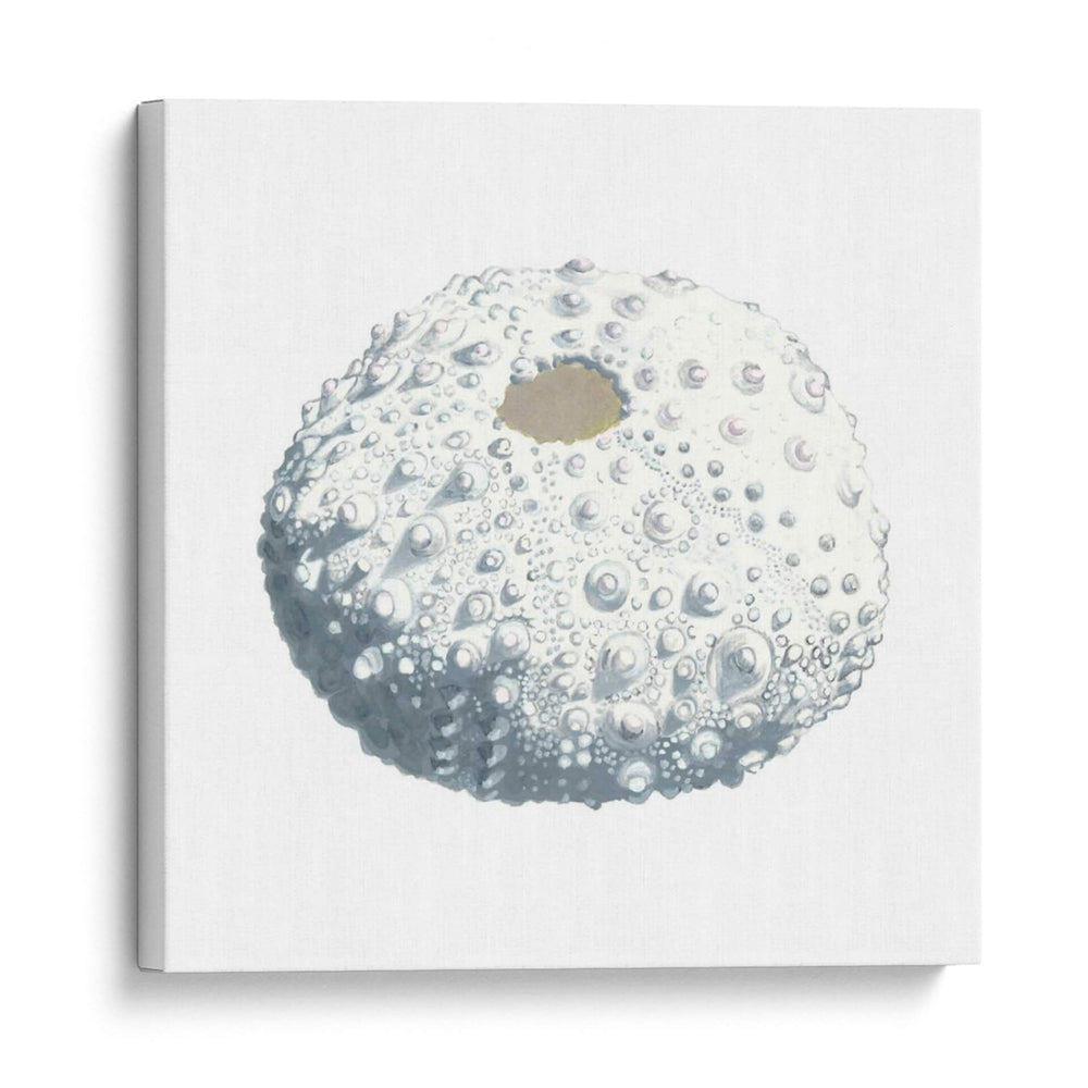 Souvenirs Marinas Ii - Naomi McCavitt | Cuadro decorativo de Canvas Lab