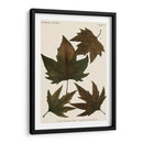 Hojas Otoñales Iv - Vision Studio | Cuadro decorativo de Canvas Lab