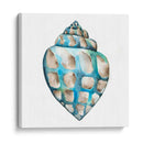 Conchas De Aquarelle V - Chariklia Zarris | Cuadro decorativo de Canvas Lab