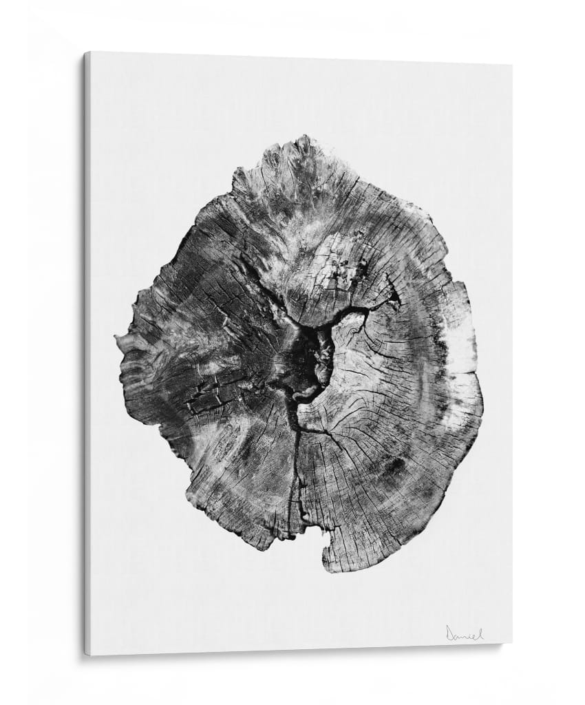 Tronco de roble - Dan Hobday | Cuadro decorativo de Canvas Lab