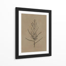 Árbol joven de blackwood - Dan Hobday | Cuadro decorativo de Canvas Lab