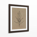 Árbol joven de blackwood - Dan Hobday | Cuadro decorativo de Canvas Lab