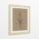 Árbol joven de blackwood - Dan Hobday | Cuadro decorativo de Canvas Lab