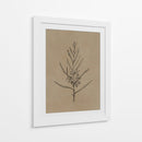 Árbol joven de blackwood - Dan Hobday | Cuadro decorativo de Canvas Lab