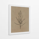 Árbol joven de blackwood - Dan Hobday | Cuadro decorativo de Canvas Lab