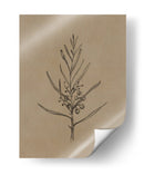 Árbol joven de blackwood - Dan Hobday | Cuadro decorativo de Canvas Lab