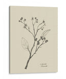 Floral 2 - Dan Hobday | Cuadro decorativo de Canvas Lab