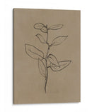 Plantín de eucalipto - Dan Hobday | Cuadro decorativo de Canvas Lab