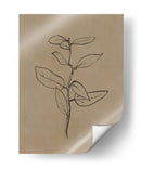 Plantín de eucalipto - Dan Hobday | Cuadro decorativo de Canvas Lab