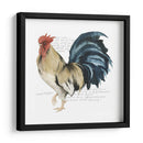 Gallo Cuervo Ii - Grace Popp | Cuadro decorativo de Canvas Lab