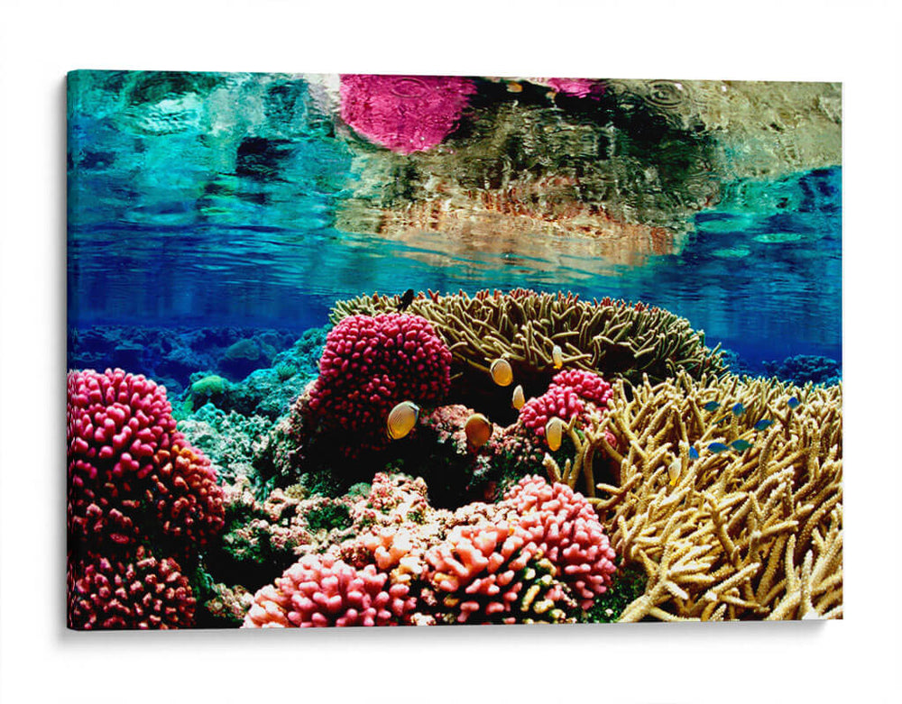 Arrecife de colores | Cuadro decorativo de Canvas Lab