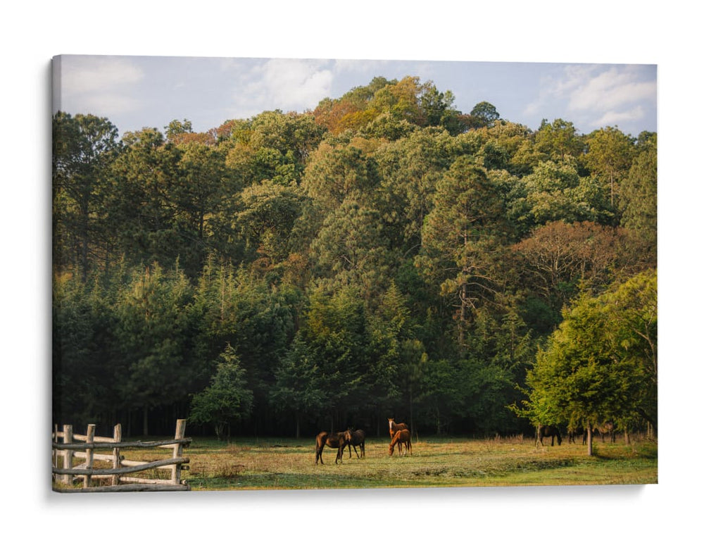 Caballos en el bosque - HCTR | Cuadro decorativo de Canvas Lab