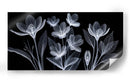 Belleza Transparente - Caperh | Cuadro decorativo de Canvas Lab