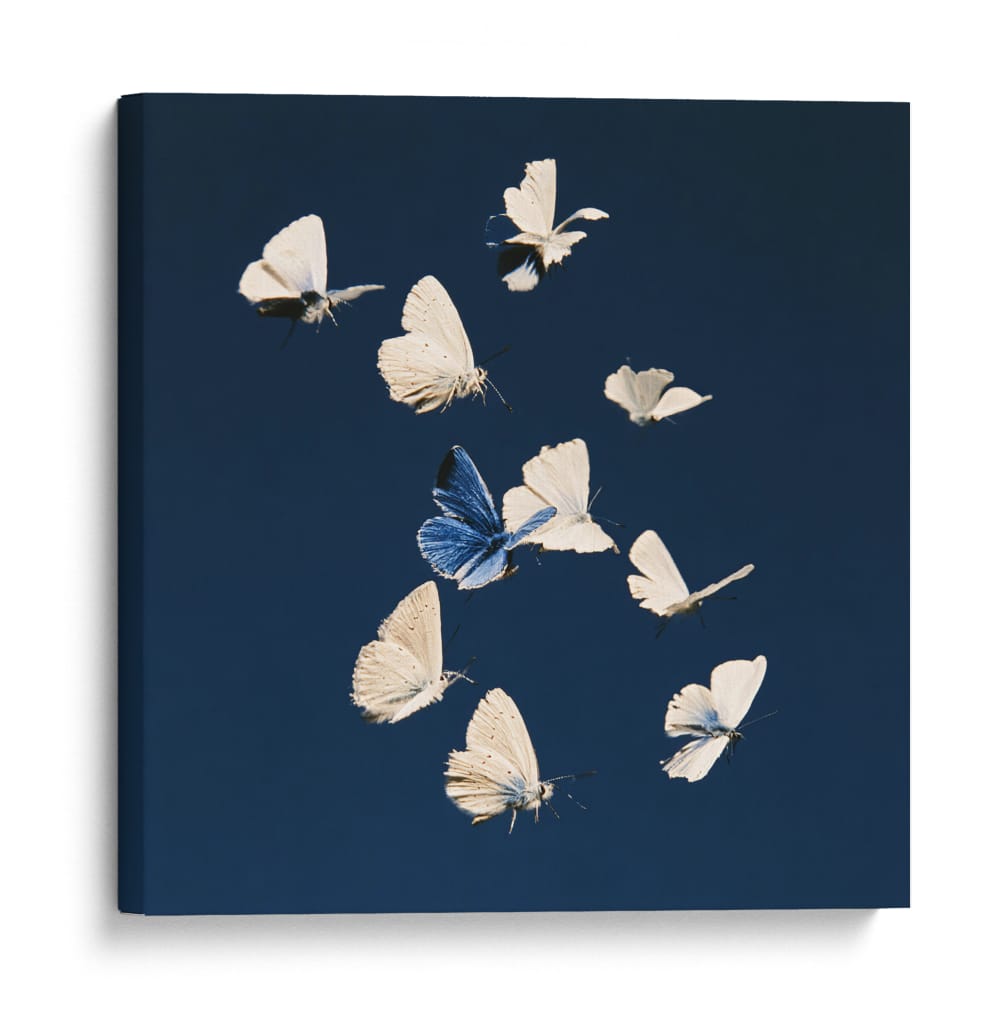 Mariposas blancas I - DIEGO D L | Cuadro decorativo de Canvas Lab