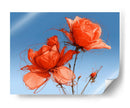 Rosas naranjas - DIEGO D L | Cuadro decorativo de Canvas Lab