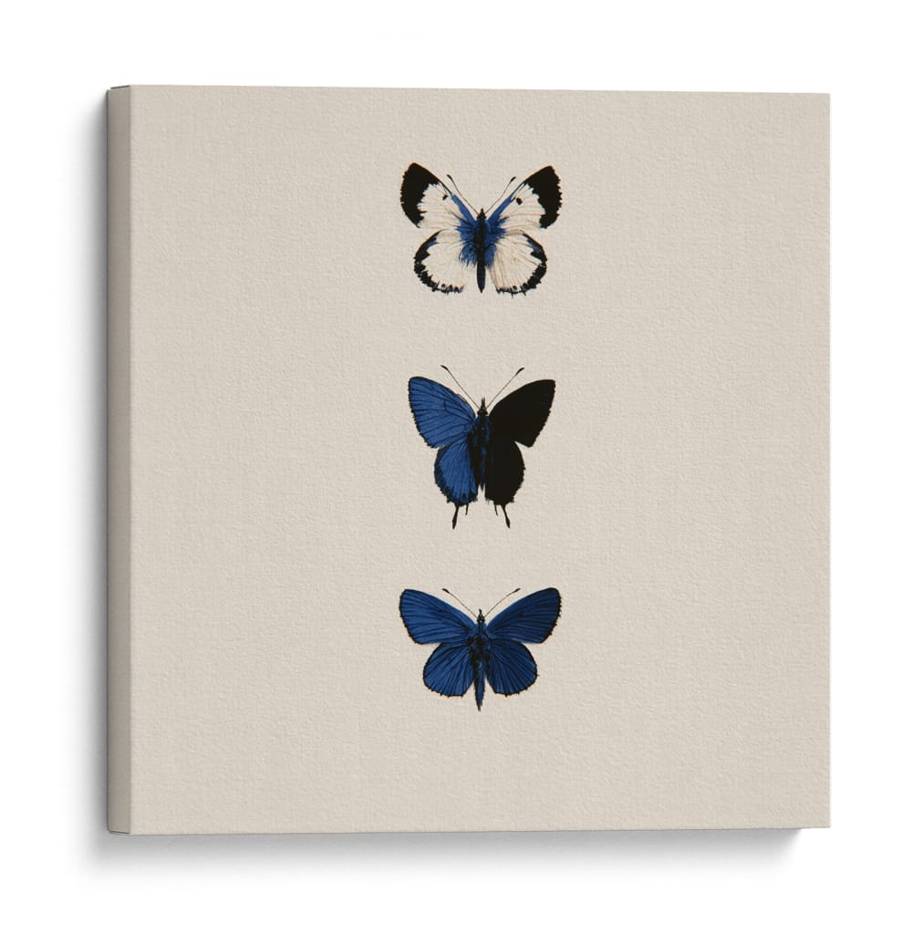3 Mariposas Azules - DIEGO D L | Cuadro decorativo de Canvas Lab