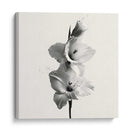 Polen en gladiolas - DIEGO D L | Cuadro decorativo de Canvas Lab