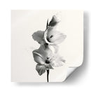 Polen en gladiolas - DIEGO D L | Cuadro decorativo de Canvas Lab
