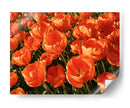 I Flores Naranjas - DIEGO D L | Cuadro decorativo de Canvas Lab