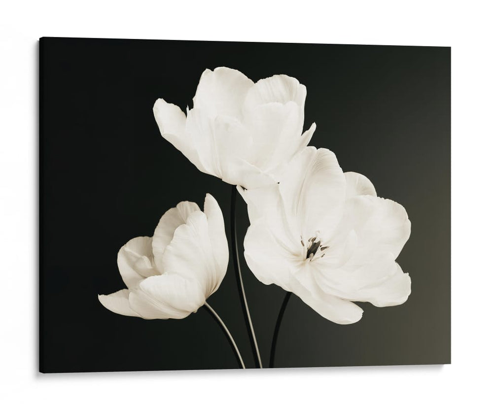Flores blancas fondo negro - DIEGO D L | Cuadro decorativo de Canvas Lab