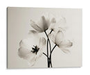 Flores blancas fondo blanco - DIEGO D L | Cuadro decorativo de Canvas Lab