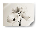Flores blancas fondo blanco - DIEGO D L | Cuadro decorativo de Canvas Lab