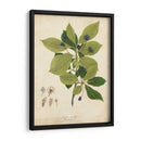 Follaje De Árbol De Goma Negra - John Torrey | Cuadro decorativo de Canvas Lab