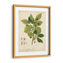 Follaje De Árbol De Goma Negra - John Torrey | Cuadro decorativo de Canvas Lab