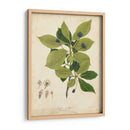 Follaje De Árbol De Goma Negra - John Torrey | Cuadro decorativo de Canvas Lab