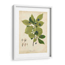 Follaje De Árbol De Goma Negra - John Torrey | Cuadro decorativo de Canvas Lab