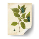 Follaje De Hornbeam Tree - John Torrey | Cuadro decorativo de Canvas Lab