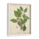 Follaje Del Árbol De Haya - John Torrey | Cuadro decorativo de Canvas Lab