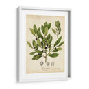 Follaje De Árbol De Tinta - John Torrey | Cuadro decorativo de Canvas Lab