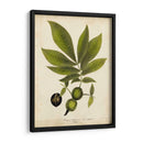 Follaje De Árbol De Hickory - John Torrey | Cuadro decorativo de Canvas Lab