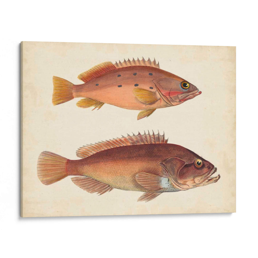 Especies De Peces Antiguos I | Cuadro decorativo de Canvas Lab