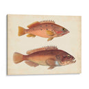 Especies De Peces Antiguos I | Cuadro decorativo de Canvas Lab