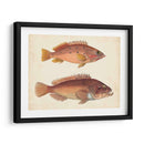 Especies De Peces Antiguos I | Cuadro decorativo de Canvas Lab