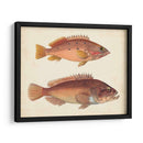 Especies De Peces Antiguos I | Cuadro decorativo de Canvas Lab