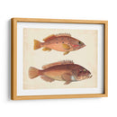 Especies De Peces Antiguos I | Cuadro decorativo de Canvas Lab