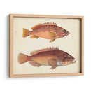 Especies De Peces Antiguos I | Cuadro decorativo de Canvas Lab