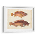 Especies De Peces Antiguos I | Cuadro decorativo de Canvas Lab