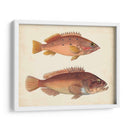 Especies De Peces Antiguos I | Cuadro decorativo de Canvas Lab