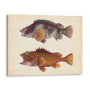 Especies De Peces Antiguos Ii | Cuadro decorativo de Canvas Lab