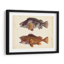 Especies De Peces Antiguos Ii | Cuadro decorativo de Canvas Lab