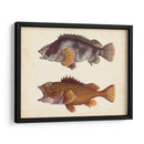 Especies De Peces Antiguos Ii | Cuadro decorativo de Canvas Lab