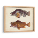 Especies De Peces Antiguos Ii | Cuadro decorativo de Canvas Lab